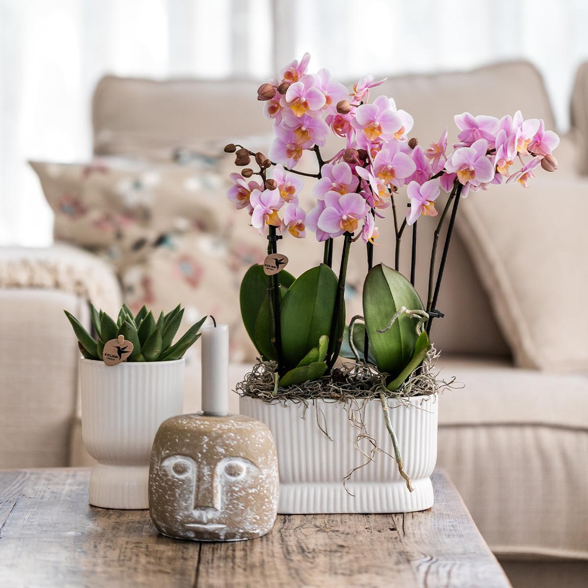 Diabolo Twin Ziertopf Weiß – Ovaler Übertopf mit Rillenstruktur – Platz für 2 Pflanzen Ø9cm – Moderner Blumentopf für Orchideen & Zimmerpflanzen – Plant