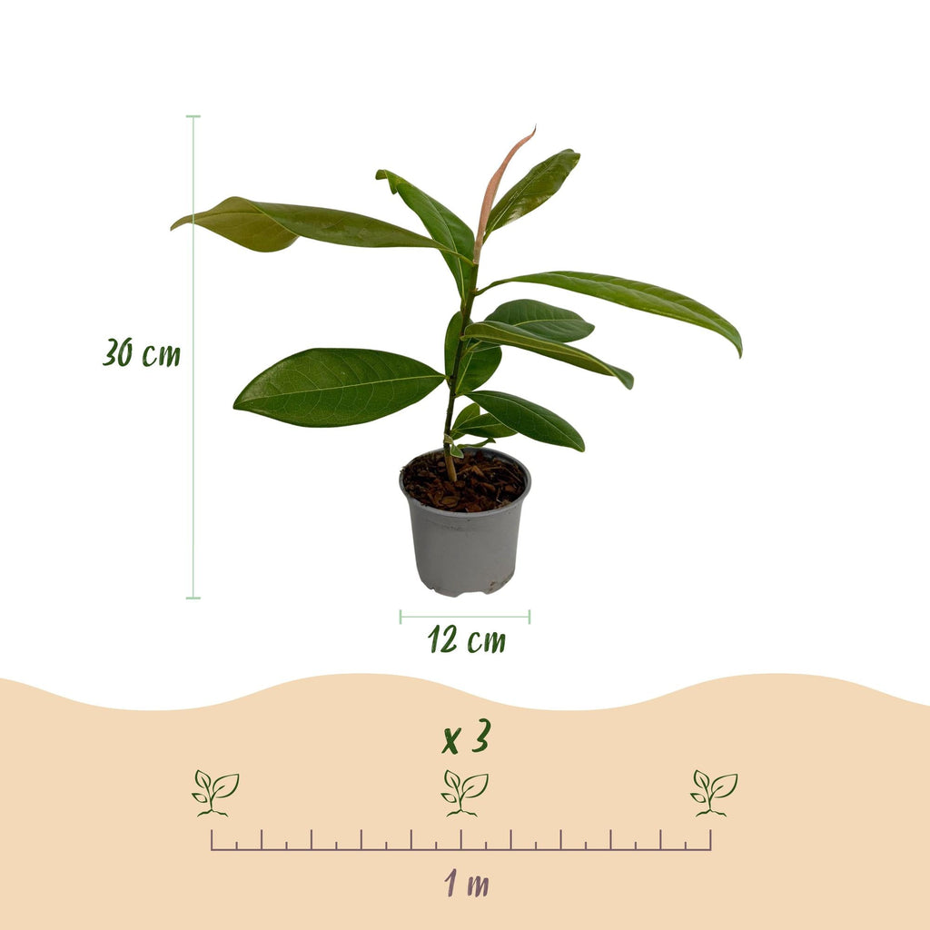 Magnolia grandiflora – 12cm – Höhe ca. 30cm – Immergrüne Großblütige Magnolie mit duftenden weißen Sommerblüten – Plant