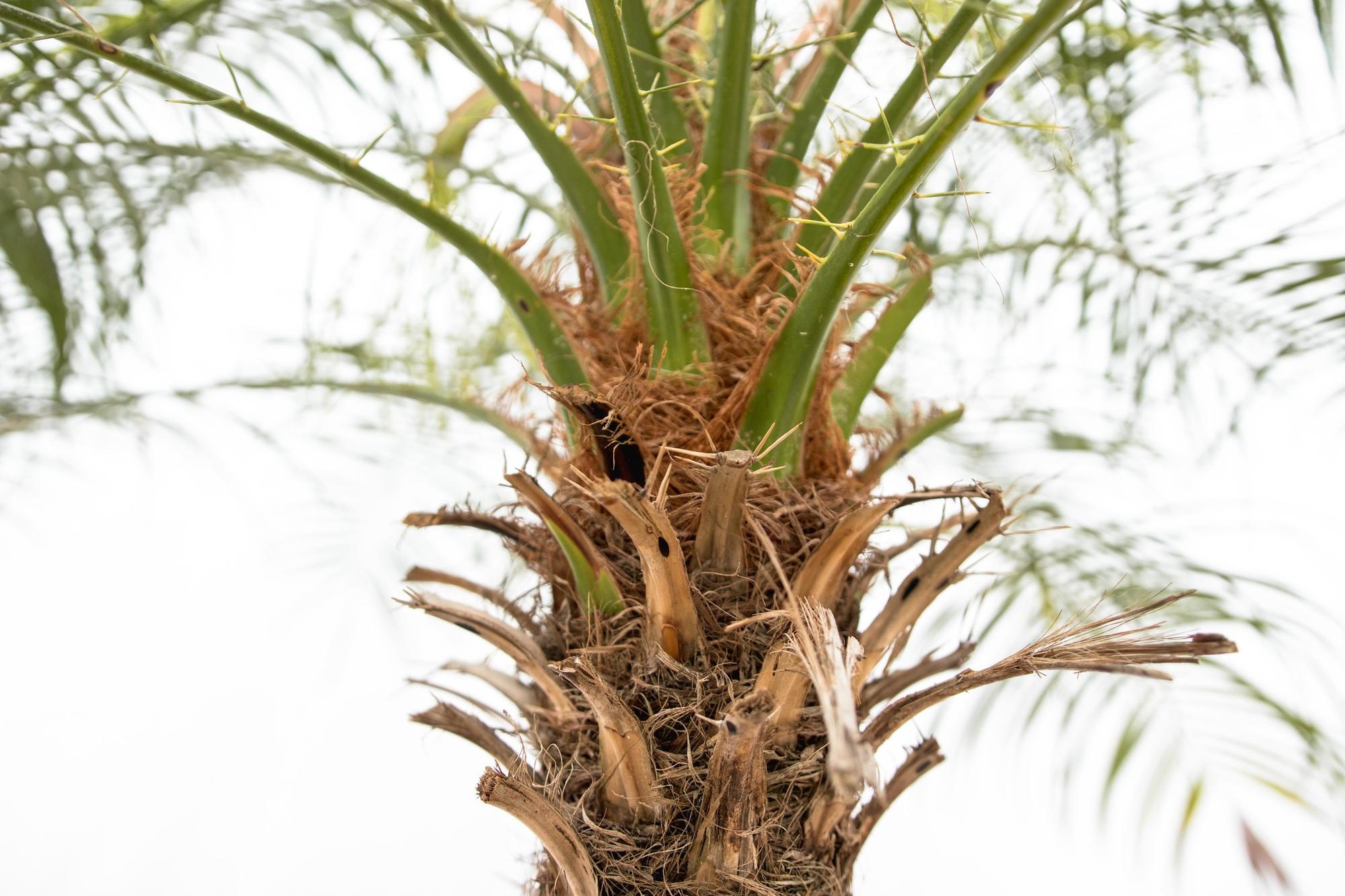 Phoenix Roebelenii auf Stiel – 190-200cm – Edle Zwerg – Dattelpalme für Innen & Außen – Exotische Palme mit gefiederten Blättern – Plant