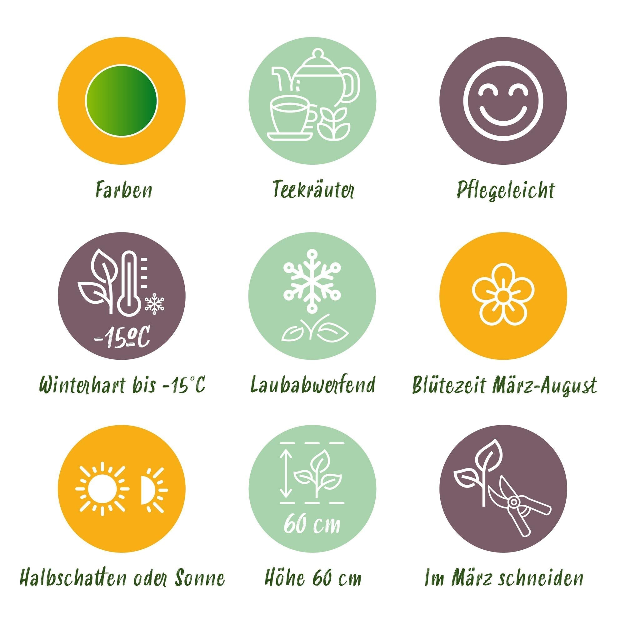 Staudenset Teekräuter – 6 aromatische Kräuterstauden für ca. 1m² – Für frischen Kräutertee aus dem eigenen Garten – Pflegeleichtes Kräuterpaket – Plant