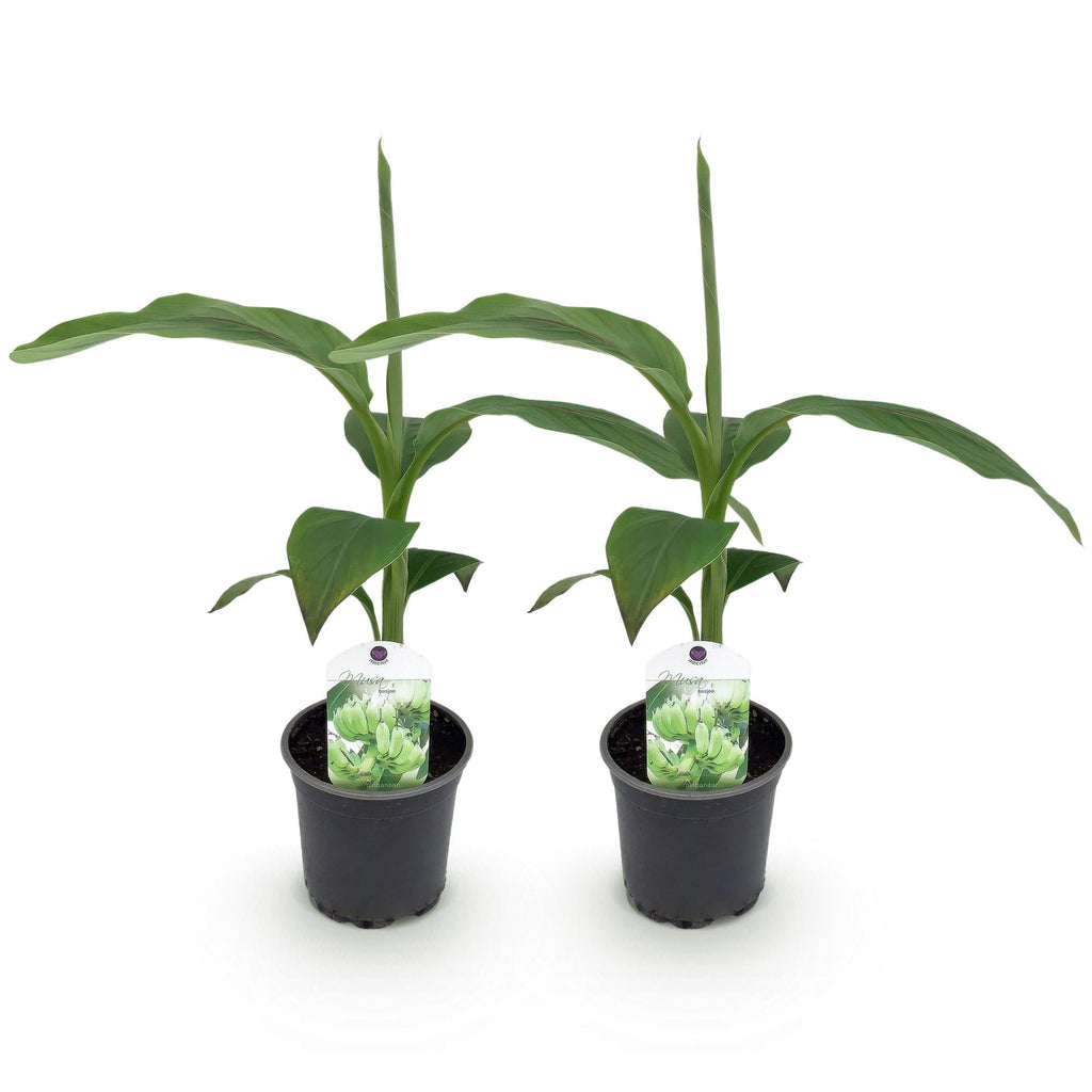 Bananenpflanze Musa Basjoo – Winterhart – Obstpflanze – Ø12cm, Höhe ca. 30cm – Exotische Gartenbanane für Beet, Terrasse & Balkon – Plant