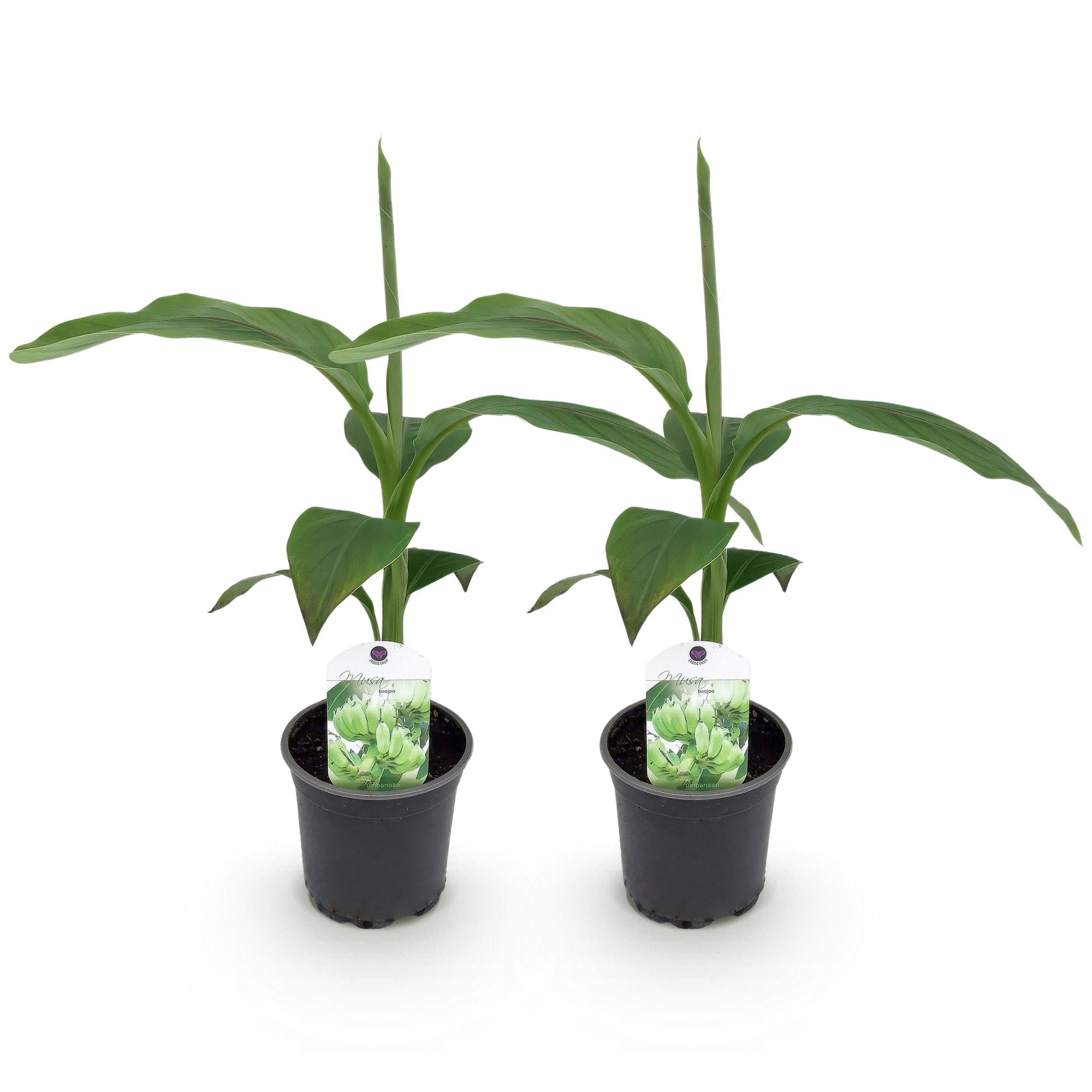 Bananenpflanze Musa Basjoo – Winterhart – Obstpflanze – Ø12cm, Höhe ca. 30cm – Exotische Gartenbanane für Beet, Terrasse & Balkon – Plant