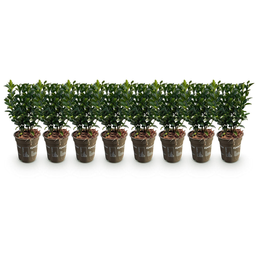 Euonymus japonicus Green Spire – 8 Pflanzen für 1 Meter Hecke – Immergrüner Japanischer Spindelstrauch – 20-25cm hoch im 9cm Topf – Plant