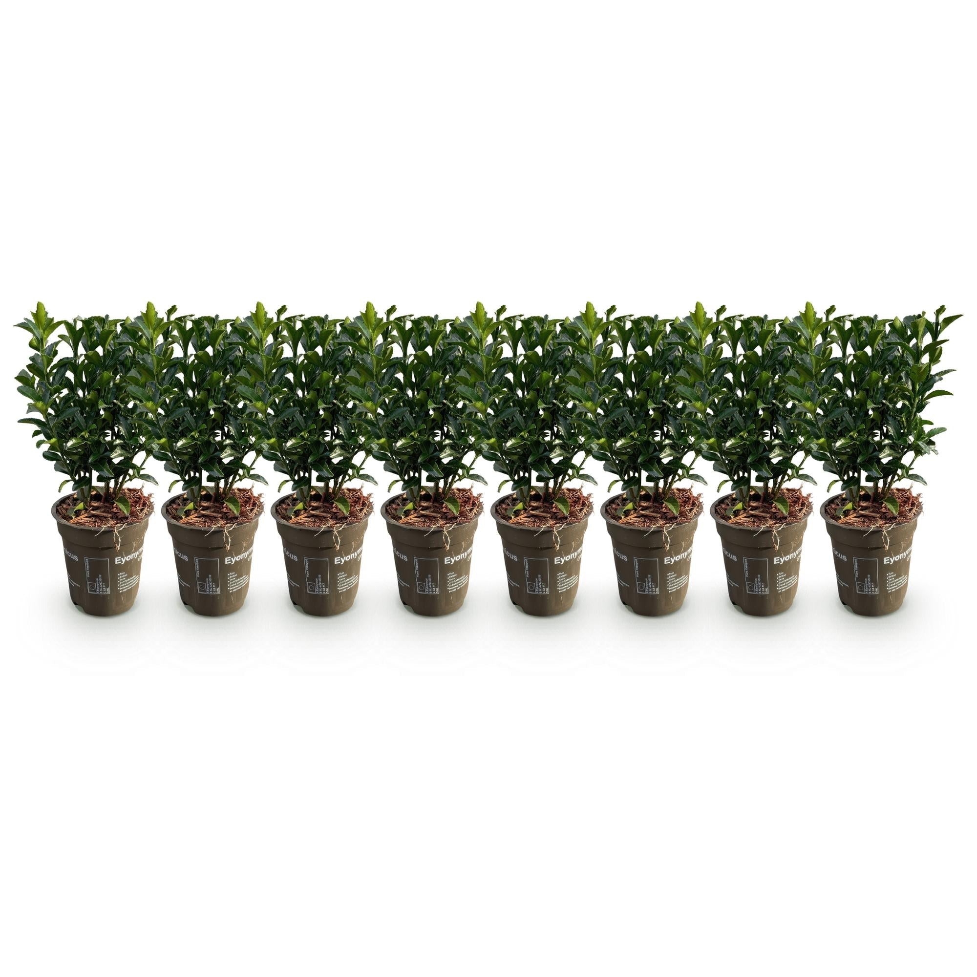 Euonymus japonicus Green Spire – 8 Pflanzen für 1 Meter Hecke – Immergrüner Japanischer Spindelstrauch – 20-25cm hoch im 9cm Topf – Plant