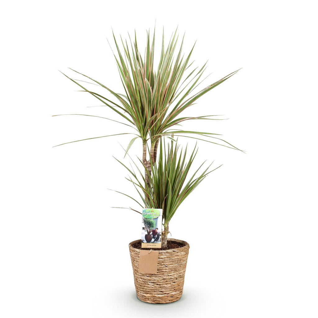 Dracaena Marginata Bicolor – Drachenbaum im Korb – 2 Zimmerpflanzen – Höhe 70-75cm – 17cm – Pflegeleichte Grünpflanze mit dekorativem Stamm