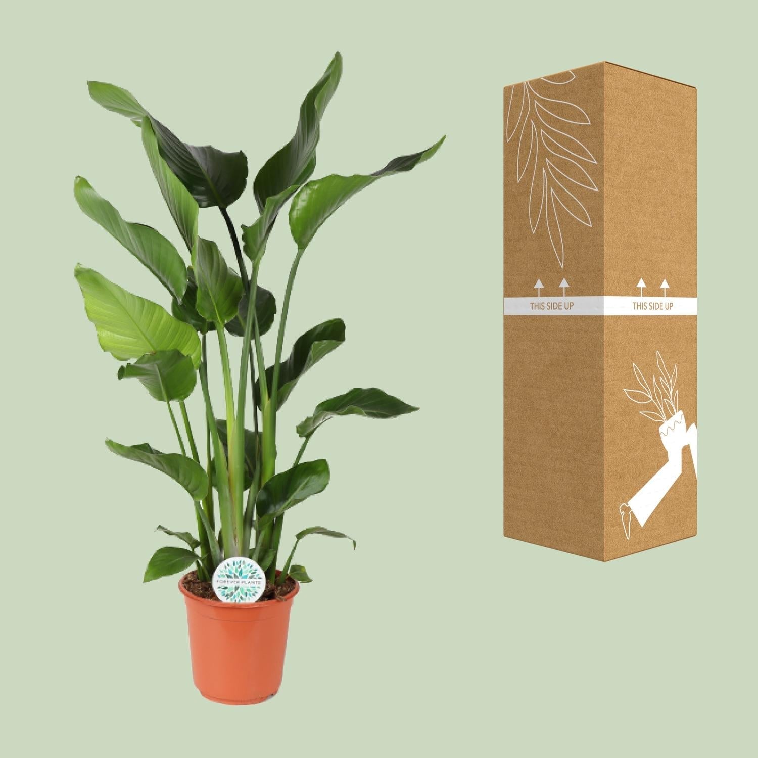 Baum – Strelitzie Strelitzia Nicolai – Zimmerpflanze – Ø24cm – Höhe 110cm – Paradiesvogelblume – Pflegeleicht – Halbschatten – Plant