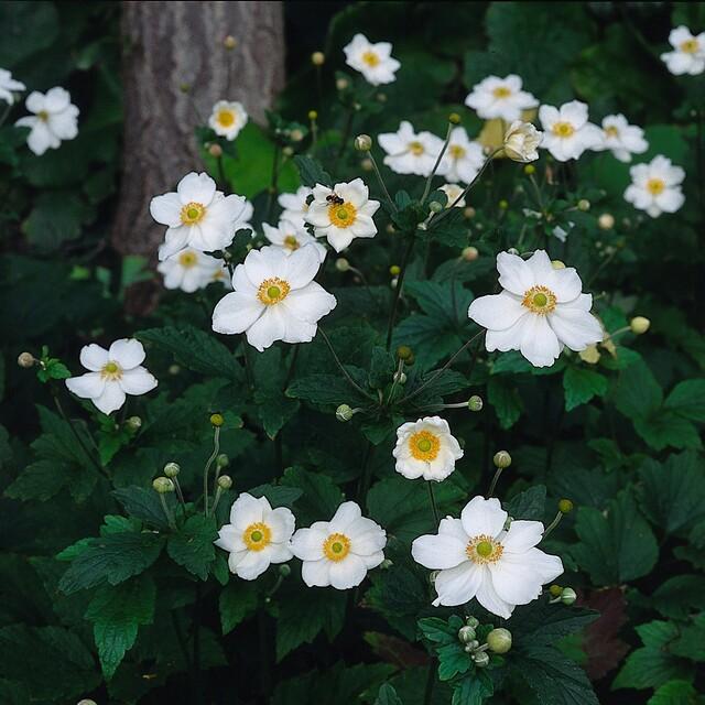 Japan – Herbst – Anemone hyb. 'Honorine Jobert' – ↕10-25cm – Ø9cm – Herbstblüher – Pflegeleicht – Sonne & Halbschatten – Plant