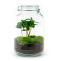 Flaschengarten Coffea Arabica – DIY Bausatz Terrarium – ↕28cm – Do It Yourself Pflanzen – Set – Autarkes Mini – Für Wohnung & Büro – Plant