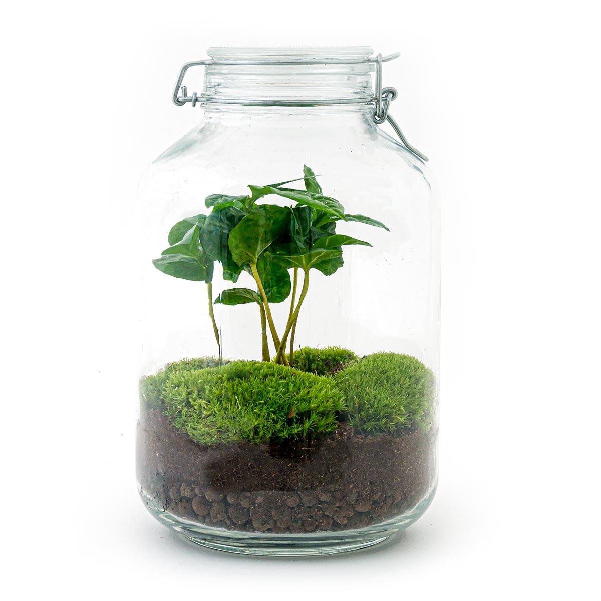Flaschengarten Coffea Arabica – DIY Bausatz Terrarium – ↕28cm – Do It Yourself Pflanzen – Set – Autarkes Mini – Für Wohnung & Büro – Plant