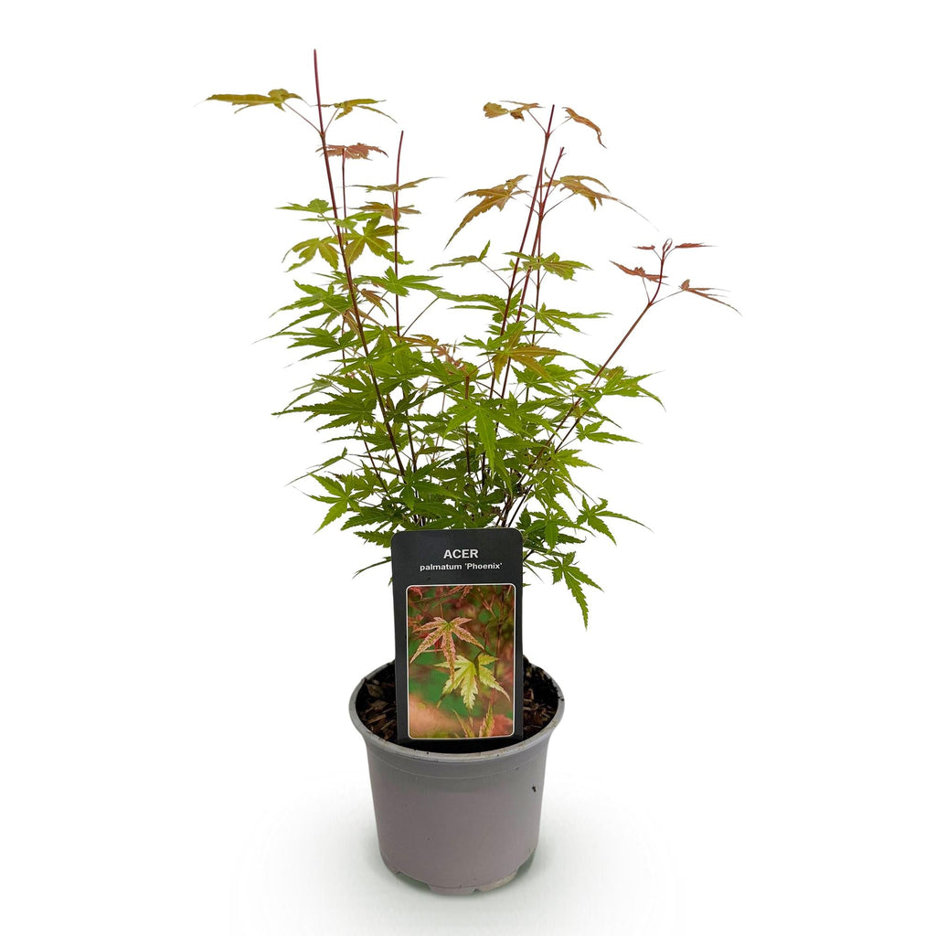 Ahorn Acer palmatum Phoenix – 12cm – Höhe ca. 35cm – Rosa Austrieb & rote Blüte – Plant