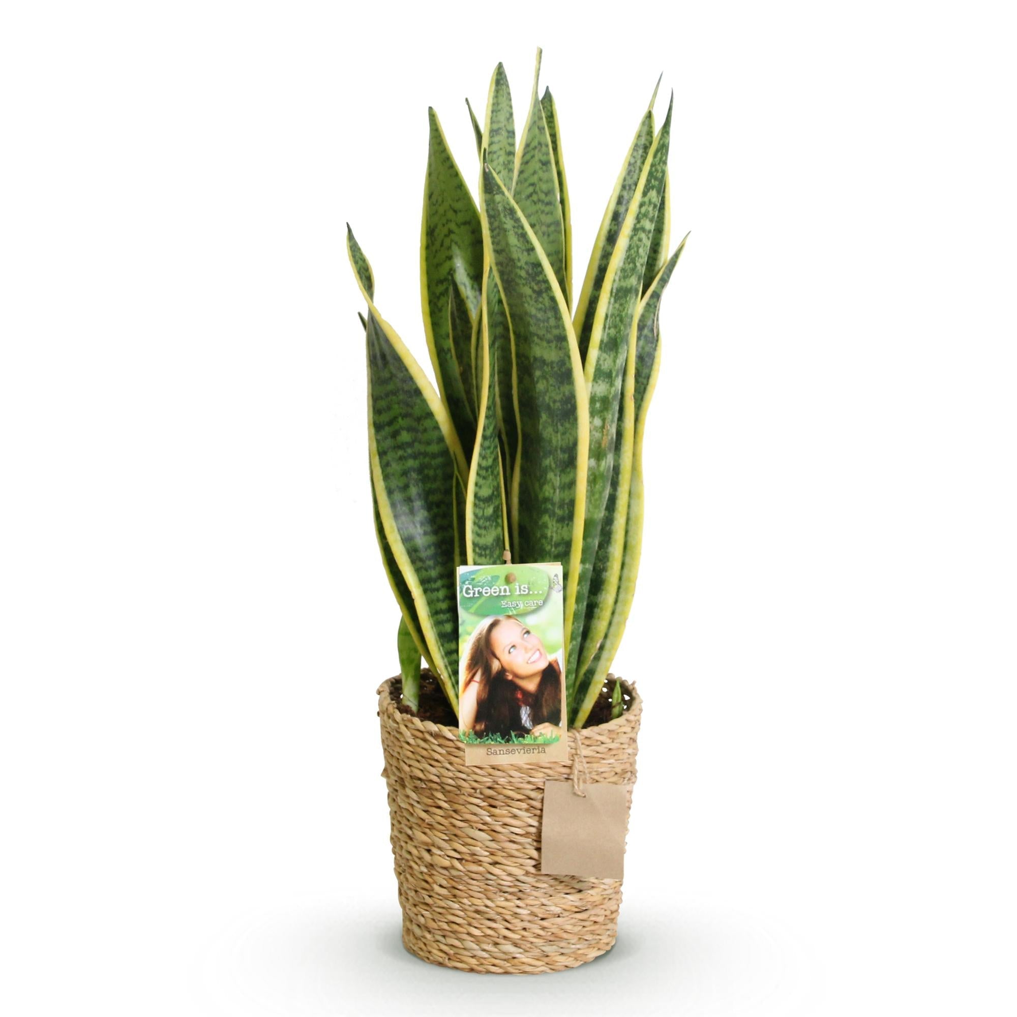 Sansevieria Laurentii – 60-70cm – 17cm inkl. Naturkorb – Pflegeleichte Schwiegermutterzunge – Grün – Gelbes Blattwerk – Plant