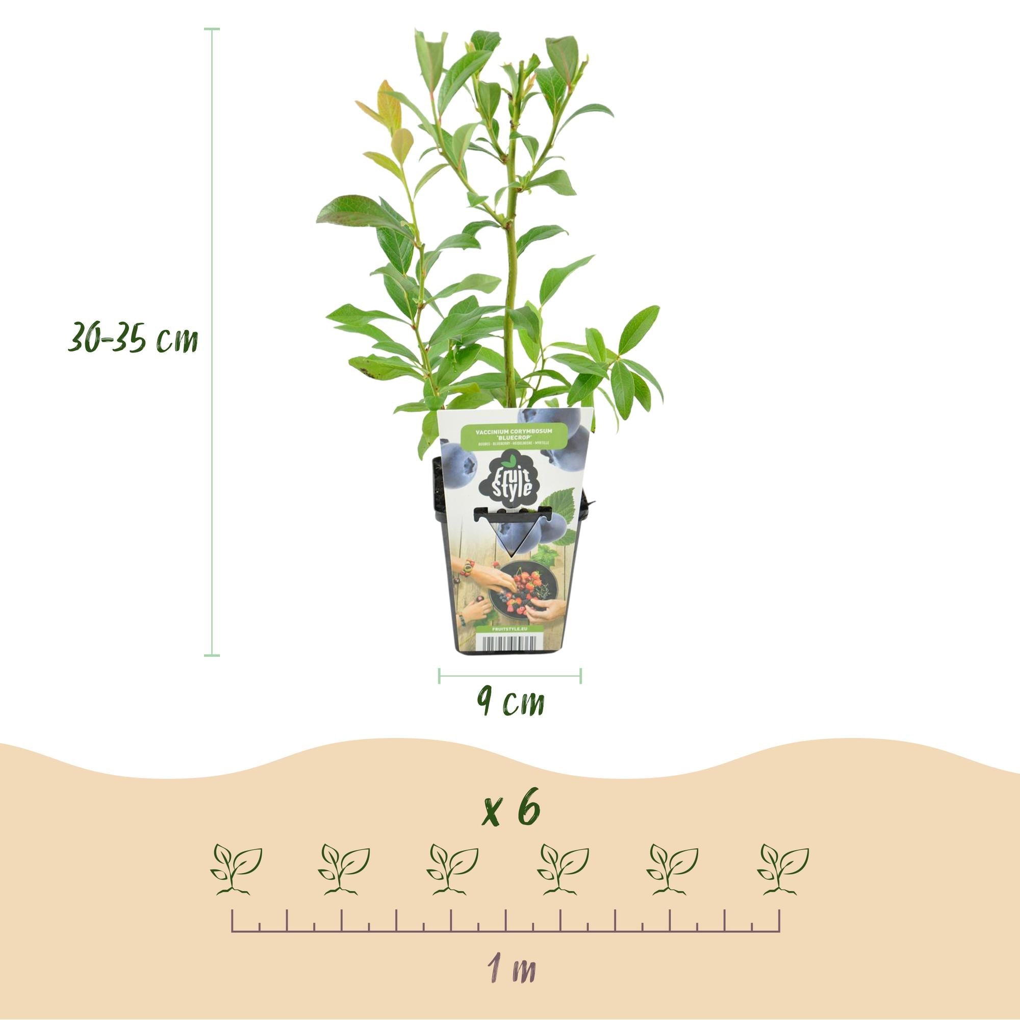 Blaubeere Vaccinium corymbosum Bluecrop winterhart 3 Pflanzen Ø9cm Höhe 30cm – Ertragreiche Heidelbeere für Garten Balkon & Terrasse