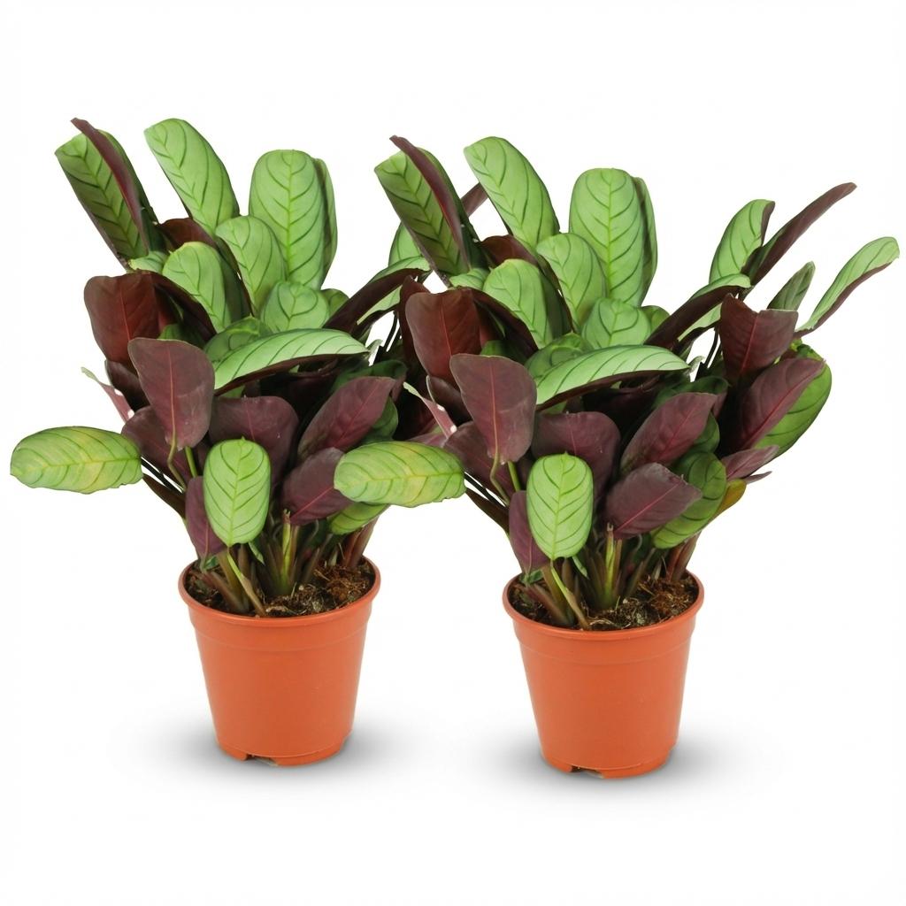 Korbmarante Ctenanthe Amagris – 2 Pflanzen – Ø14cm – Höhe 25-35cm – Gebetspflanze mit graugrünem Blattwerk – Luftfeuchteliebende Zimmerpflanze