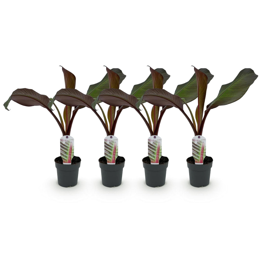 Bananenpflanze Ensete ventricosum Maurelli – Winterhart – Obstpflanze – Ø12cm – Höhe ca. 30cm – Plant