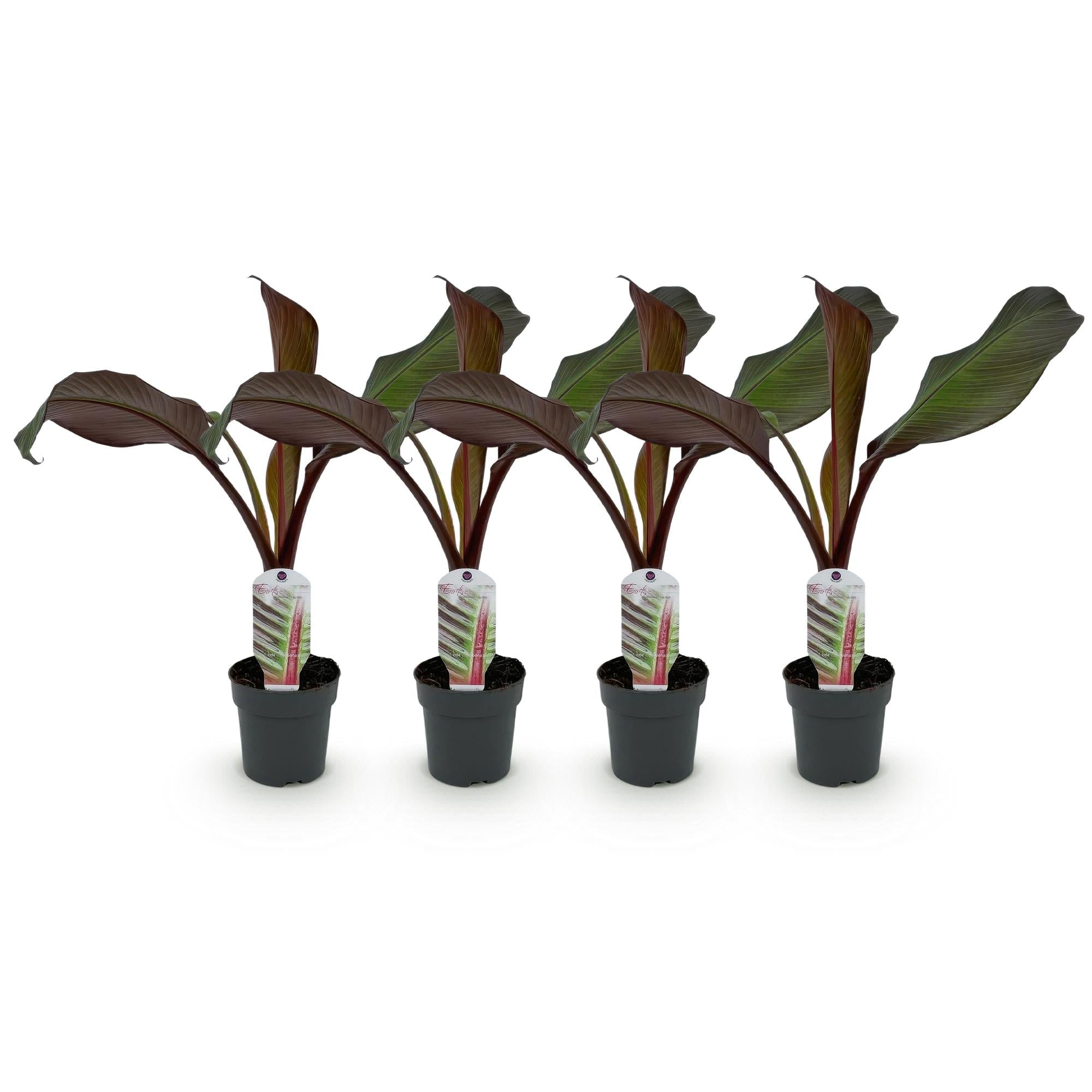 Bananenpflanze Ensete ventricosum Maurelli – Winterhart – Obstpflanze – Ø12cm – Höhe ca. 30cm – Plant