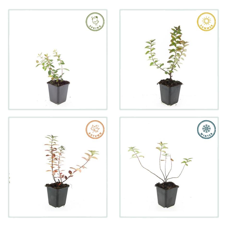 Johanniskraut Hypericum dummeri 'Peter Dummer' – ↕10-25cm – Ø9cm – Winterharter Bodendecker mit gelben Blüten – Plant