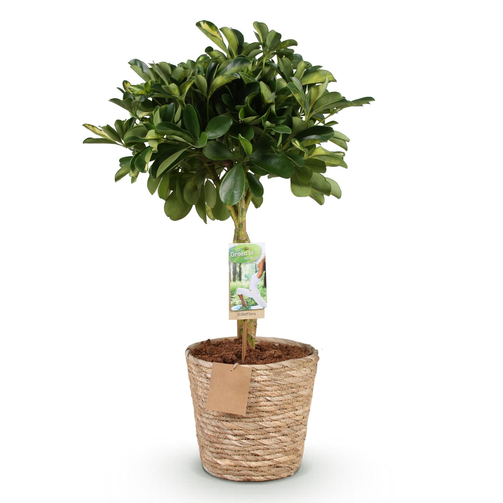 Schefflera Gold Capelle – 70-80cm – 21cm inkl. Naturkorb – Pflegeleichter Fingerbaum – Grün – Goldenes Blattwerk – Plant