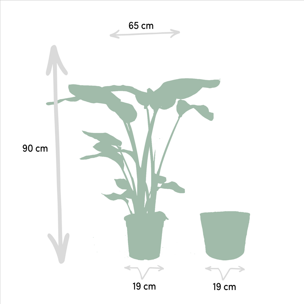 Baum – Strelitzie – Strelitzia Nicolai – Zimmerpflanze Ø19cm ↕90cm im dekorativen Korb Selin – Luftreinigende Tropenpflanze für Wohnzimmer & Büro – Plant