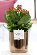 Kalanchoe Rot in Keramiktopf Goldbronze – Ø12cm ↕27cm – Blühende Zimmerpflanze mit roten Blüten – Pflegeleicht & langlebig – Plant