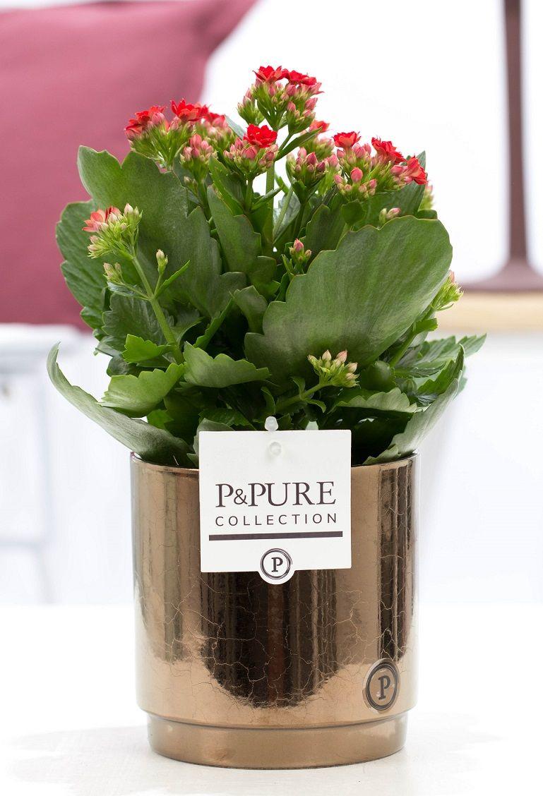 Kalanchoe Rot in Keramiktopf Goldbronze – Ø12cm ↕27cm – Blühende Zimmerpflanze mit roten Blüten – Pflegeleicht & langlebig – Plant