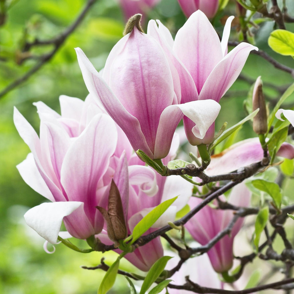 Magnolia George Henry Kern – 12cm – Höhe ca. 30cm – Rosa duftende Blüten – Laubabwerfender Zierstrauch – Pflegeleicht für Beet, Balkon & Terrasse – Plant