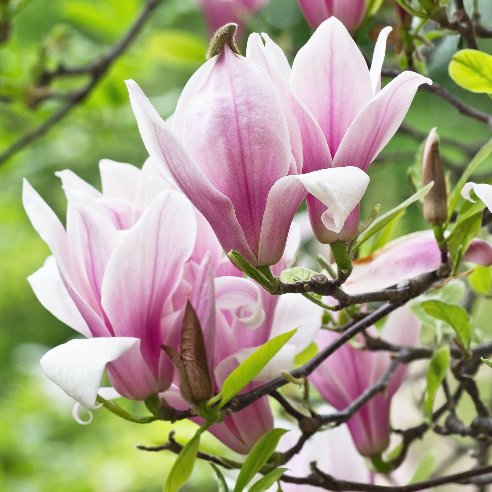 Magnolia George Henry Kern – 12cm – Höhe ca. 30cm – Rosa duftende Blüten – Laubabwerfender Zierstrauch – Pflegeleicht für Beet, Balkon & Terrasse – Plant