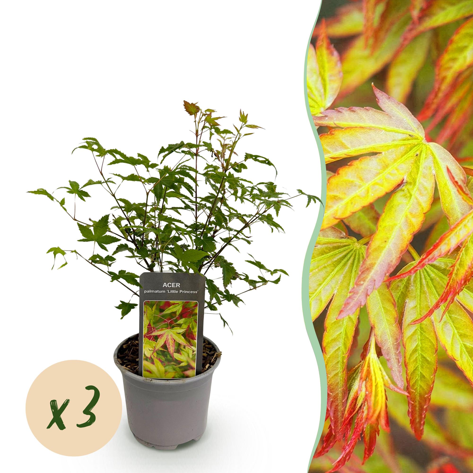 Acer palmatum Little Princess – 3 Pflanzen – 12cm – Höhe ca. 35cm – Laubabwerfender Japanischer Ahorn mit zartem Grün & intensiver Herbstfärbung