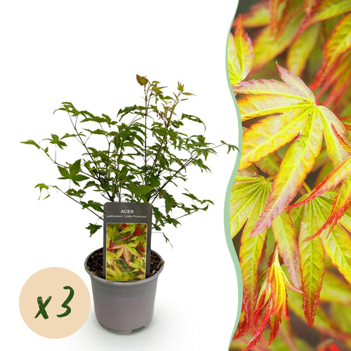 Acer palmatum Little Princess – 3 Pflanzen – 12cm – Höhe ca. 35cm – Laubabwerfender Japanischer Ahorn mit zartem Grün & intensiver Herbstfärbung