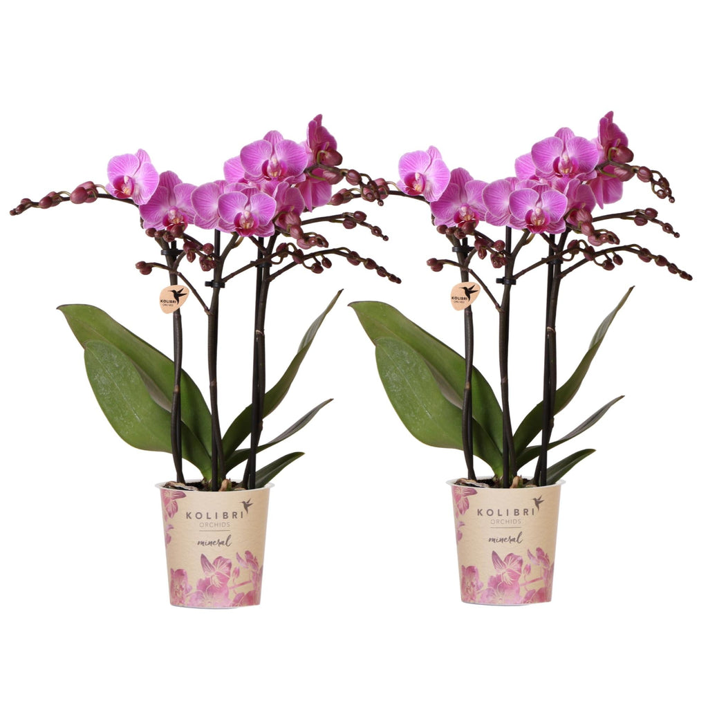 Phalaenopsis Orchideen Wien – 2 Orchideen – Ø9cm – Dunkelrosa/Violett blühende Multiflora Orchideen – Zimmerpflanzen – Frisch vom Züchter – Plant