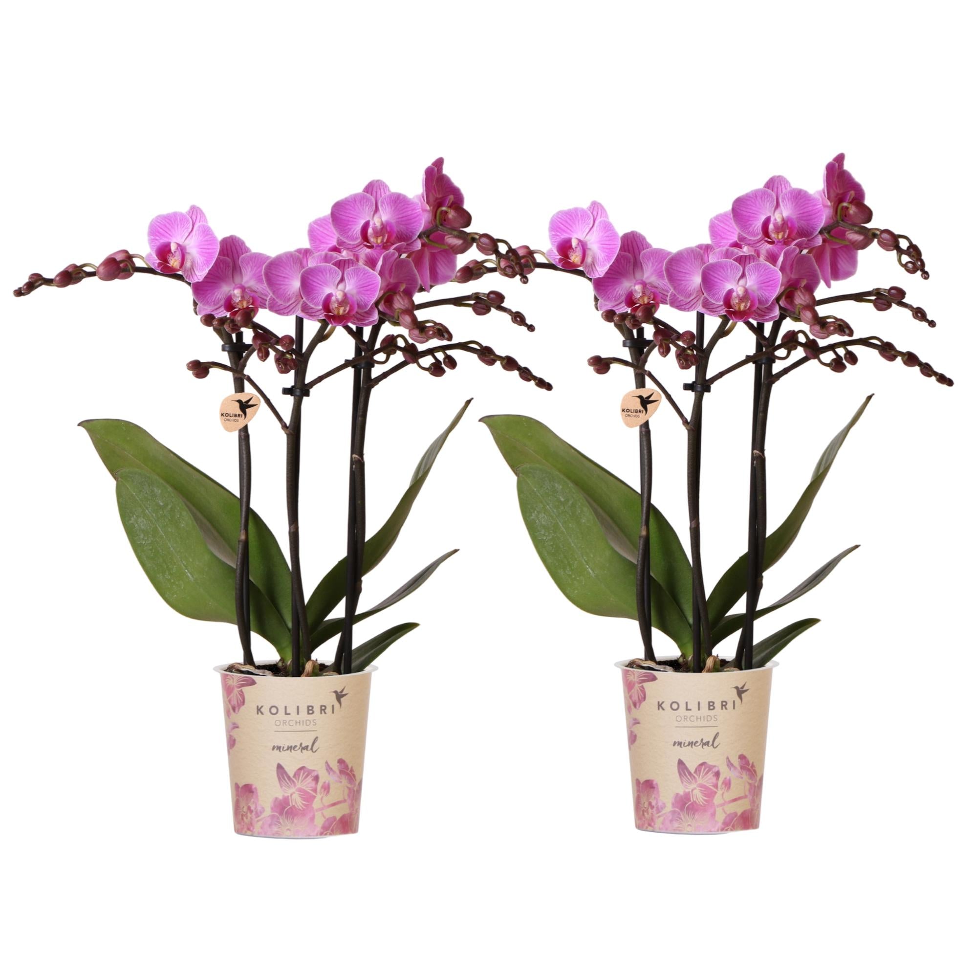 Phalaenopsis Orchideen Wien – 2 Orchideen – Ø9cm – Dunkelrosa/Violett blühende Multiflora Orchideen – Zimmerpflanzen – Frisch vom Züchter – Plant