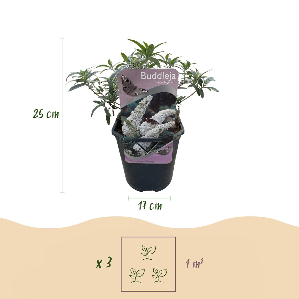 Schmetterlingsstrauch Buddleja davidii White Profusion – Weiße Blüten – Bienfreundlich & Schmetterlingsanziehend – Laubabwerfend – Höhe 17-25cm – Plant