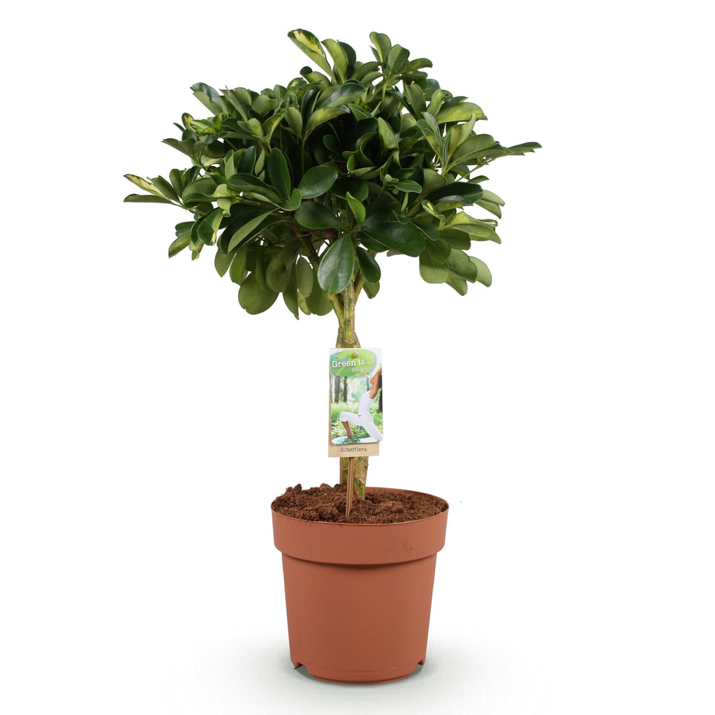 Schefflera Gold Capella – 70-81cm – 21cm – Pflegeleichter Fingerbaum in Grün – Gold – Große luftreinigende Zimmerpflanze für Wohn – & Arbeitsräume – Plant
