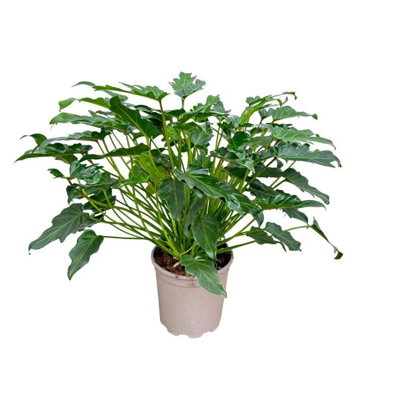 Philodendron Xanadu – 60cm – Kompakte Zimmerpflanze mit gefiedertem Blattwerk – Tropisches Grün für Wohn – & Büroräume – Pflegeleicht & dekorativ