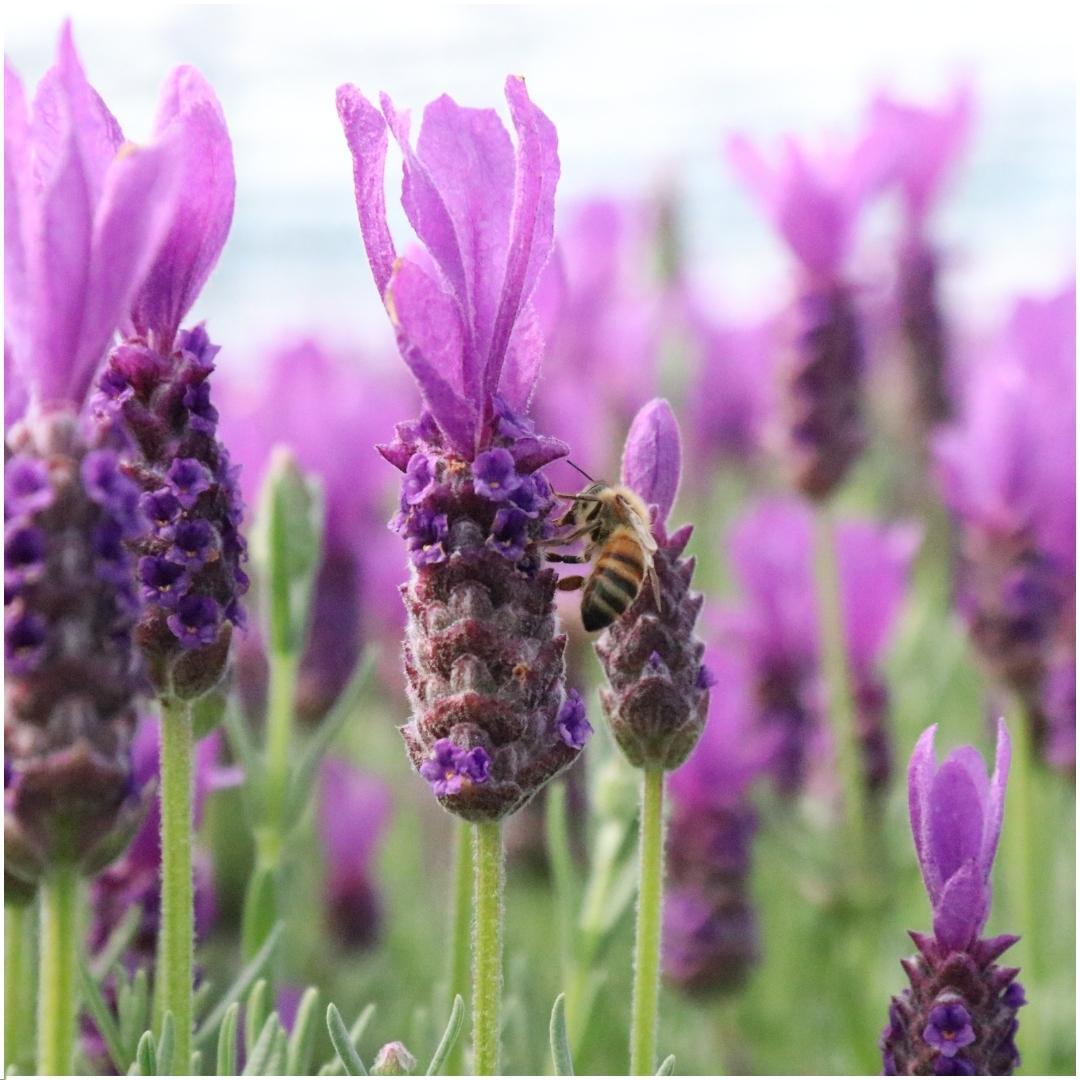 Französischer Lavendel Lavandula stoechas Anouk – Duftender Schopflavendel – 13cm Dekotopf 'Old Look' – 3 Pflanzen – Winterhart & Pflegeleicht – Plant