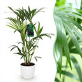 Howea Forsteriana Kentia Palme Zimmerpflanze mit weißem Topf Ø19cm Höhe 80-85cm Pflegeleichte exotische Grünpflanze für Wohnzimmer Büro Schlafzimmer