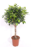Ficus Nitida geflochtener Stamm – Chinesische Feige – Höhe ca.100cm Zimmerpflanze – Immergrüne Zierpflanze für Wohnzimmer Büro & Wintergarten – Plant