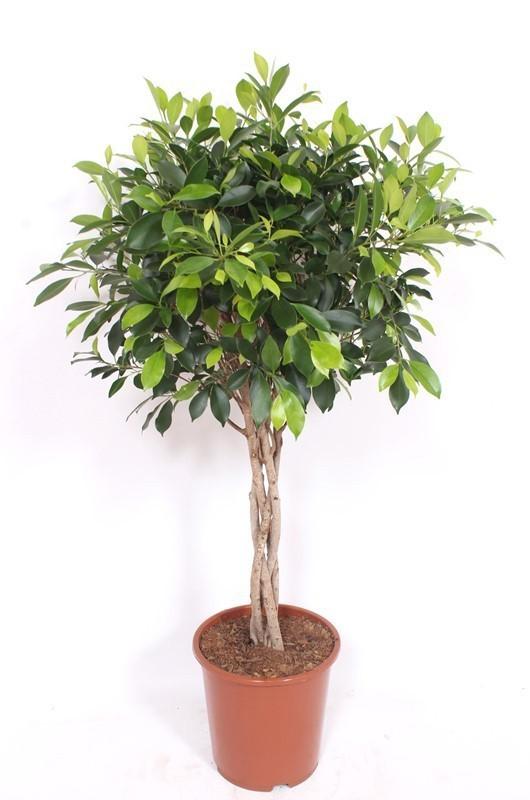 Ficus Nitida geflochtener Stamm – Chinesische Feige – Höhe ca.100cm Zimmerpflanze – Immergrüne Zierpflanze für Wohnzimmer Büro & Wintergarten – Plant
