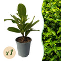 Kirschlorbeer Prunus laurocerasus Rotundifolia – Immergrüne Heckenpflanzen – 8 Pflanzen – 1m – 9cm Höhe 30-35cm – Grün – Pflegeleicht – Plant