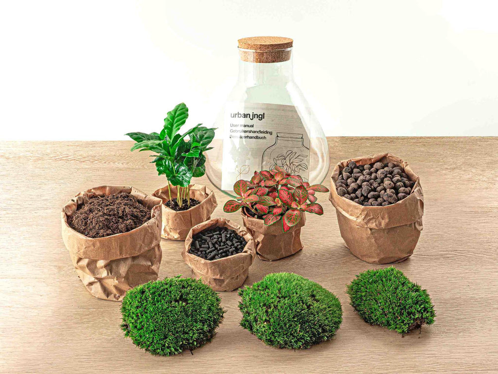 Flaschengarten Sammie Coffea – DIY Bausatz Terrarium – ↕26cm – Do It Yourself Pflanzen – Set mit Korkdeckel – Autarkes Mini – Ökosystem – Plant