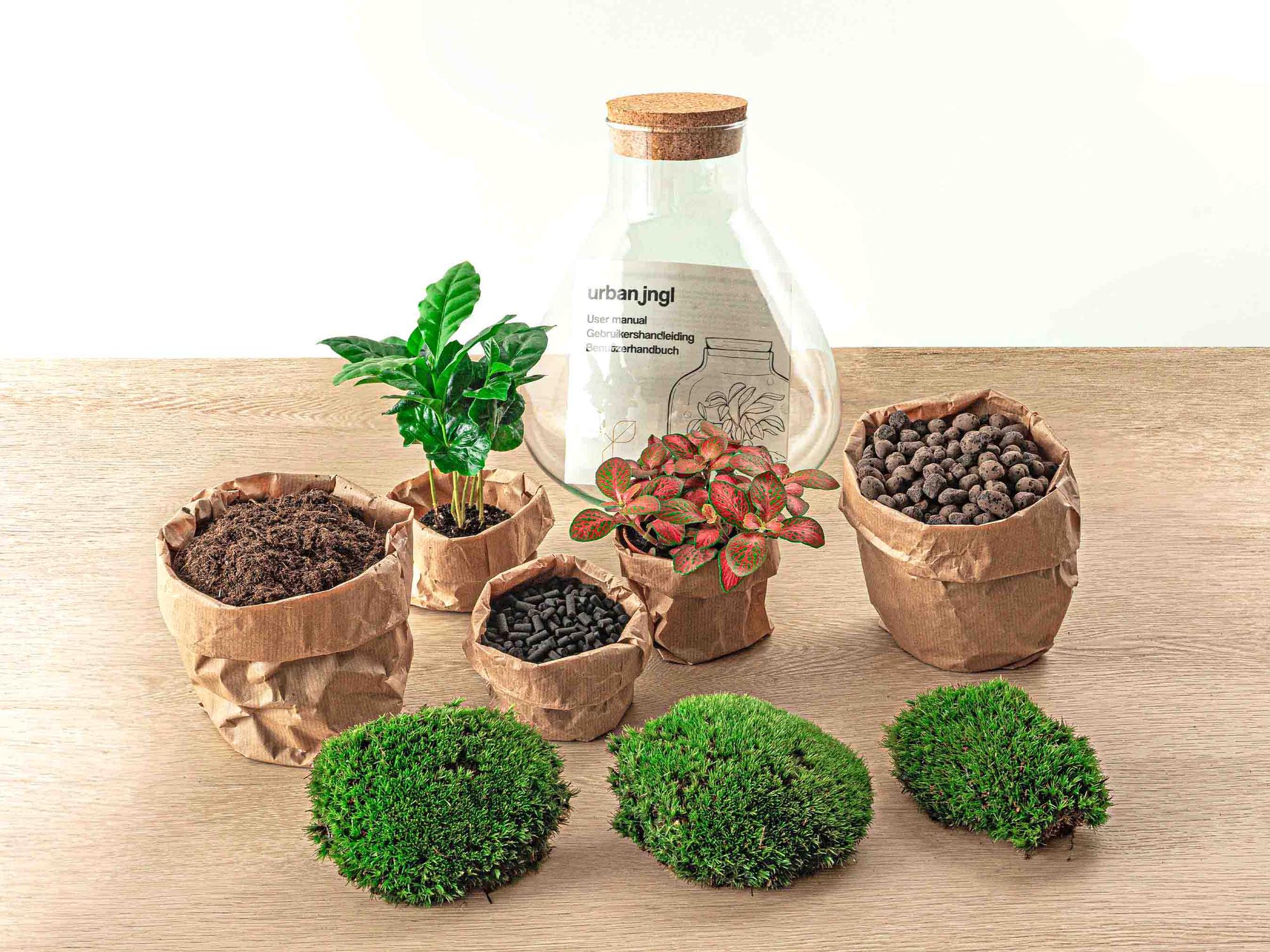 Flaschengarten Sammie Coffea – DIY Bausatz Terrarium – ↕26cm – Do It Yourself Pflanzen – Set mit Korkdeckel – Autarkes Mini – Ökosystem – Plant