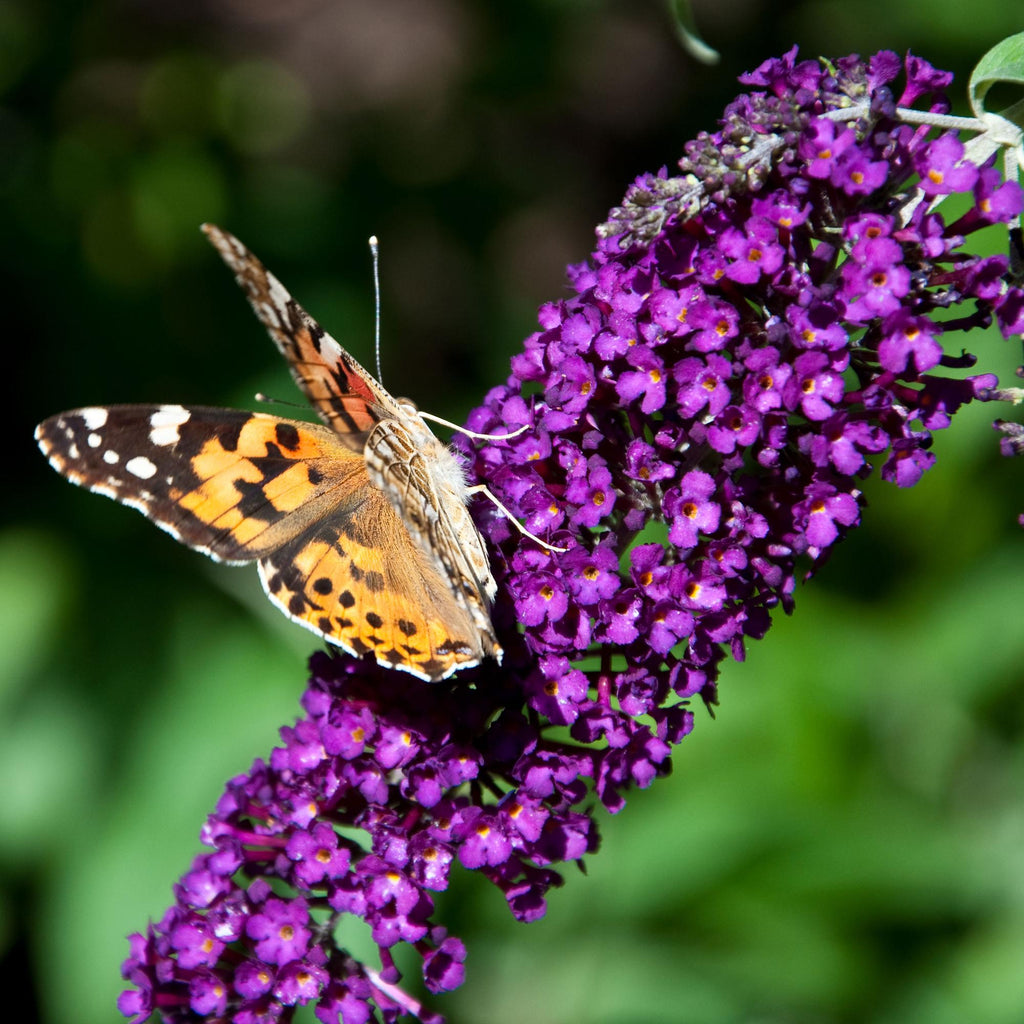 Schmetterlingsstrauch Buddleja davidii Purple Emperor – Blüte Lila – Schmetterlingsanziehend – 17cm Höhe 25cm – Pflegeleicht & Sonnentolerant – Plant