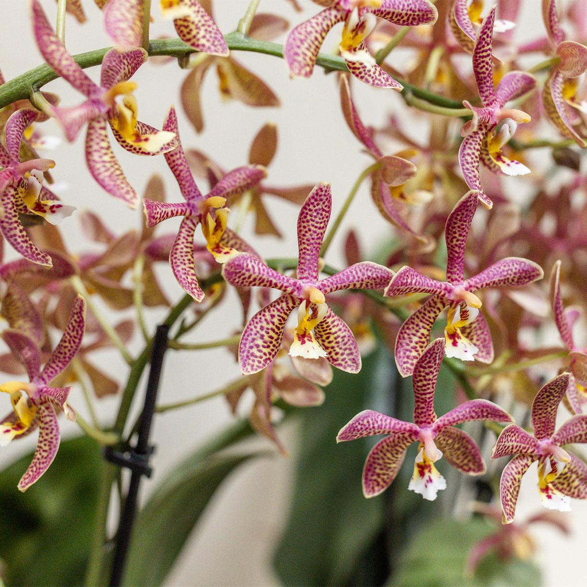 Phalaenopsis Orchidee Spider – Orange – Ø9cm – Blühende Zimmerpflanze mit einzigartigem Muster – Elegante & pflegeleichte Orchidee frisch vom Züchter – Plant