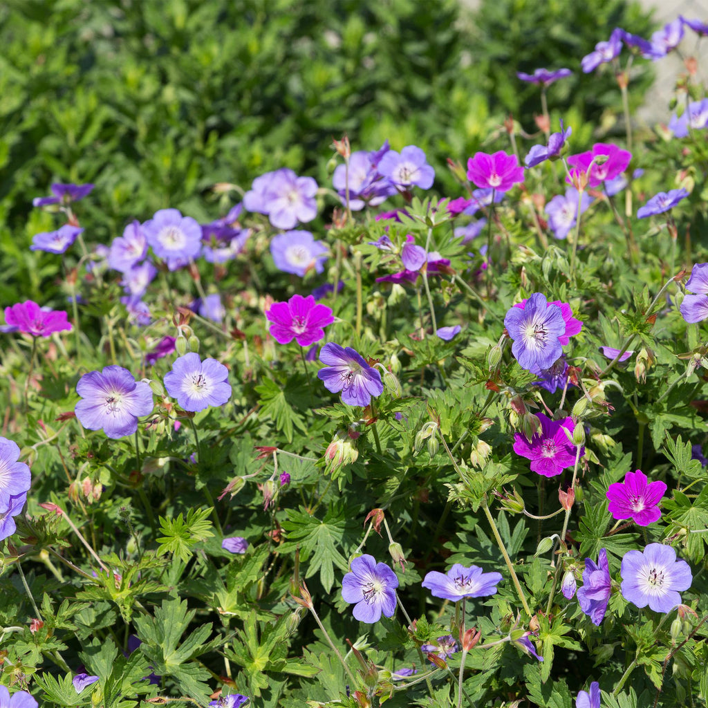 Staudenpaket – Bodendecker – 6 Stauden für 1m² – Farbige Blühstauden – Pflegeleicht – Unkrauthemmend – Für sonnige Standorte – Topf Ø11cm – Plant