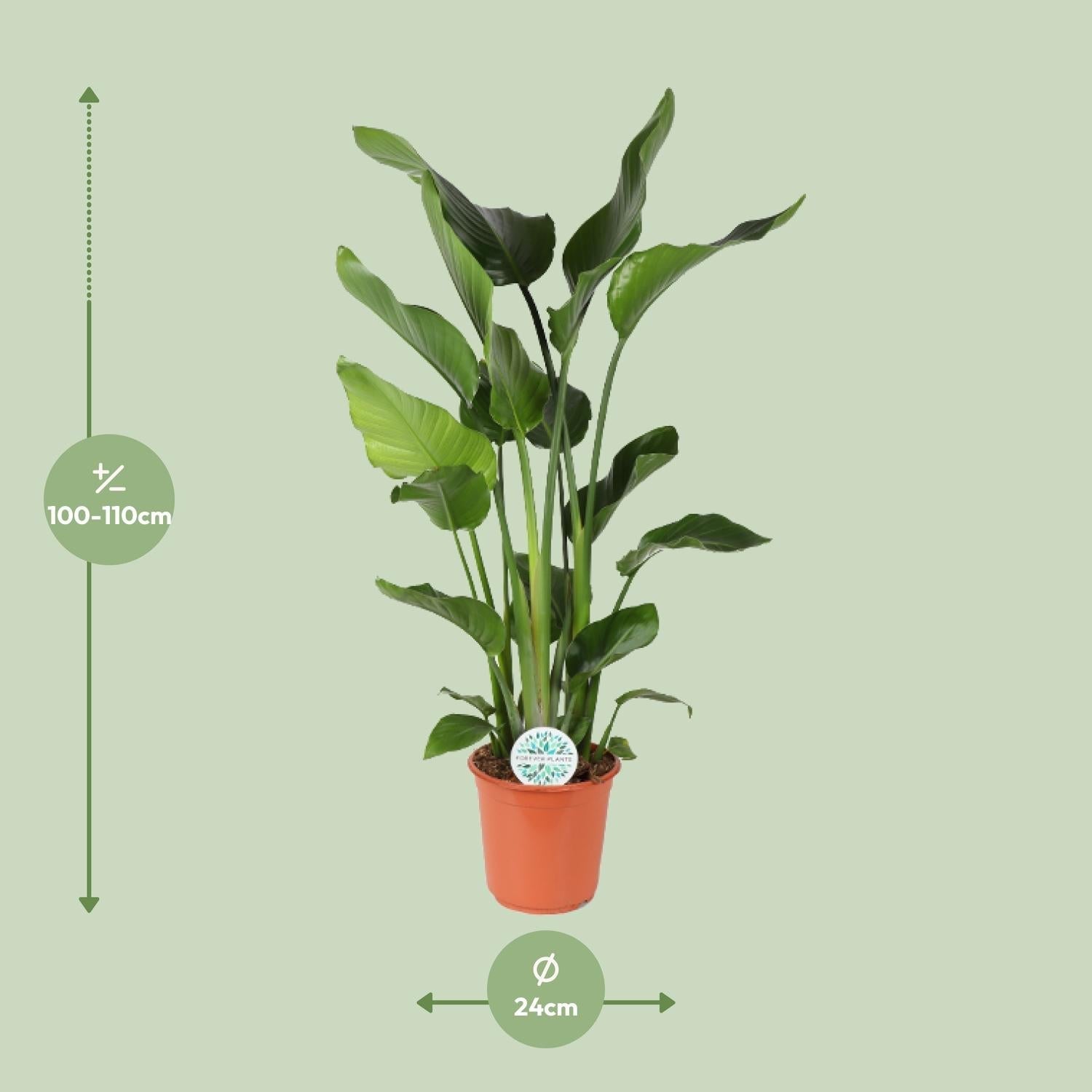 Baum – Strelitzie Strelitzia Nicolai – Zimmerpflanze – Ø24cm – Höhe 110cm – Paradiesvogelblume – Pflegeleicht – Halbschatten – Plant