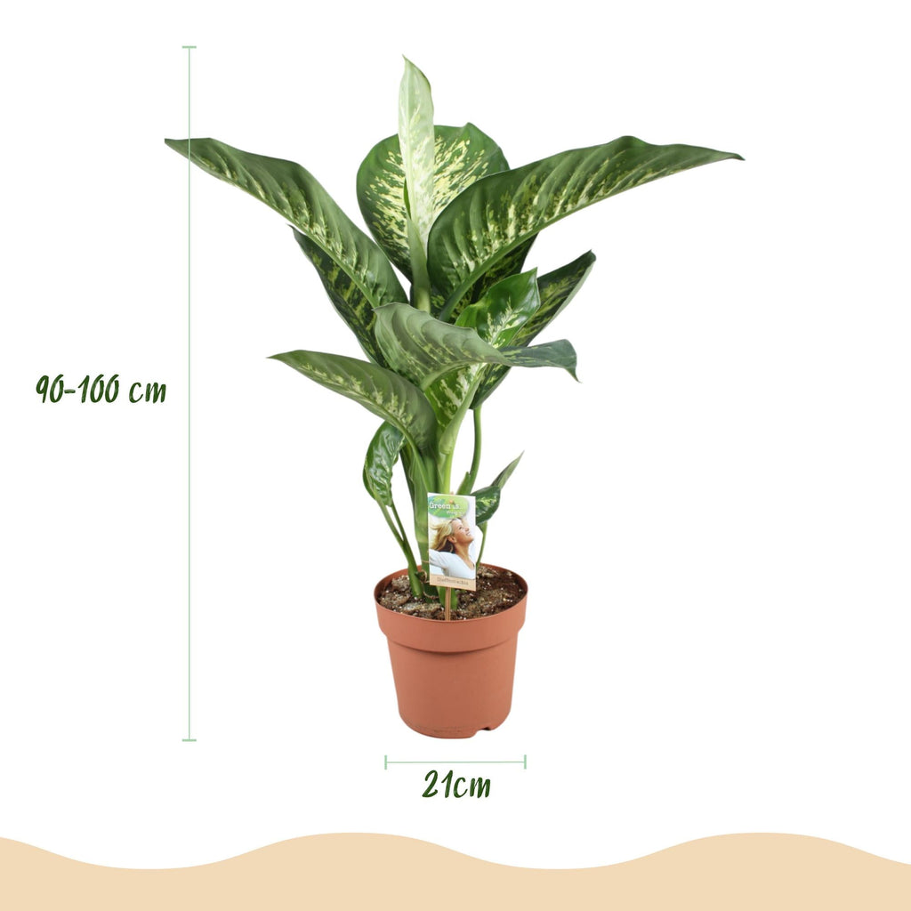 Dieffenbachia Tropic Snow Zimmerpflanze mit weißem Topf Ø21cm Höhe 90-100cm Pflegeleichte große Grünpflanze mit weiß