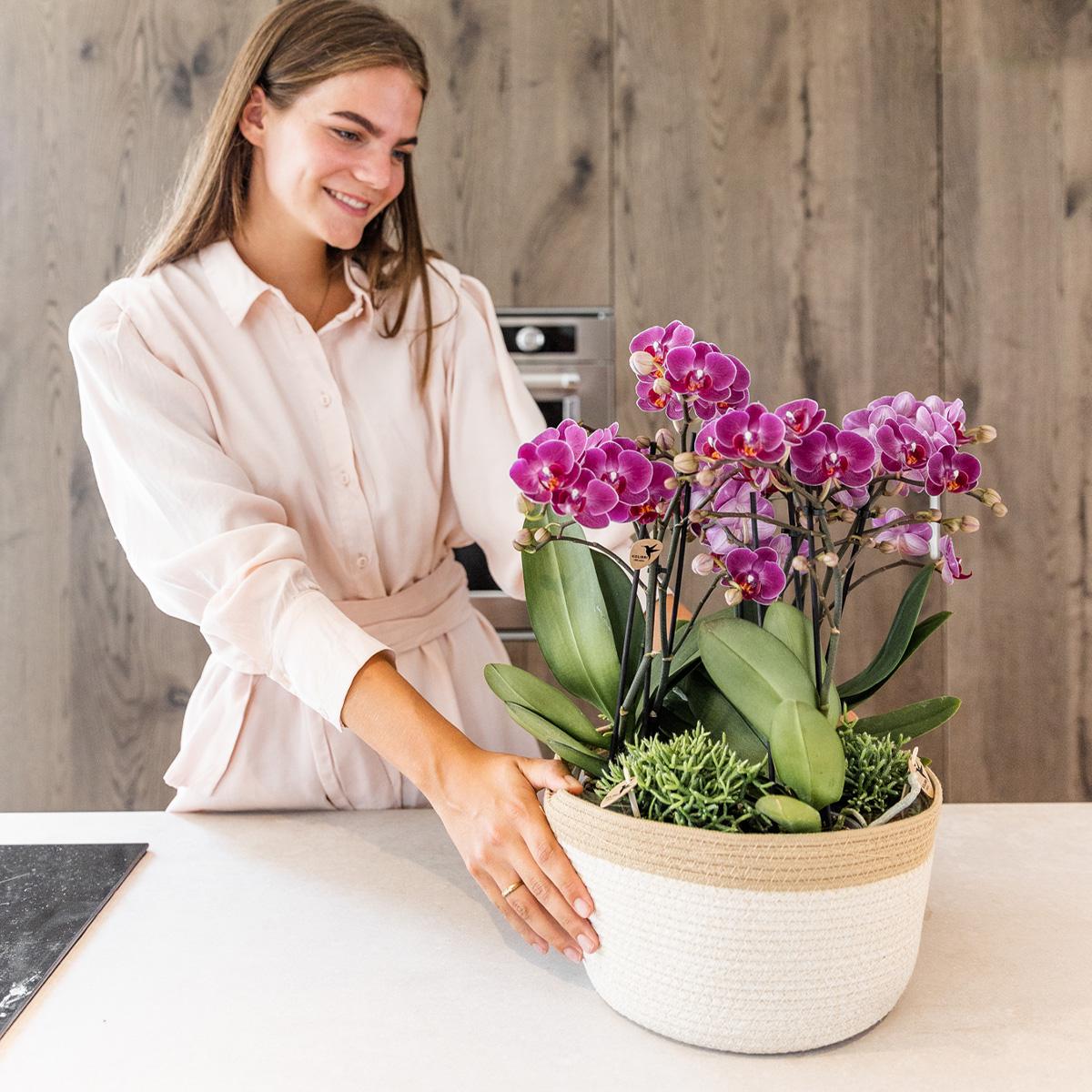 Lila Pflanzenset im Baumwollkorb – 3 Orchideen Morelia & 3 Grünpflanzen Rhipsalis – Ø9cm – Mit autarkem Wassertank & Dochtsystem – Plant