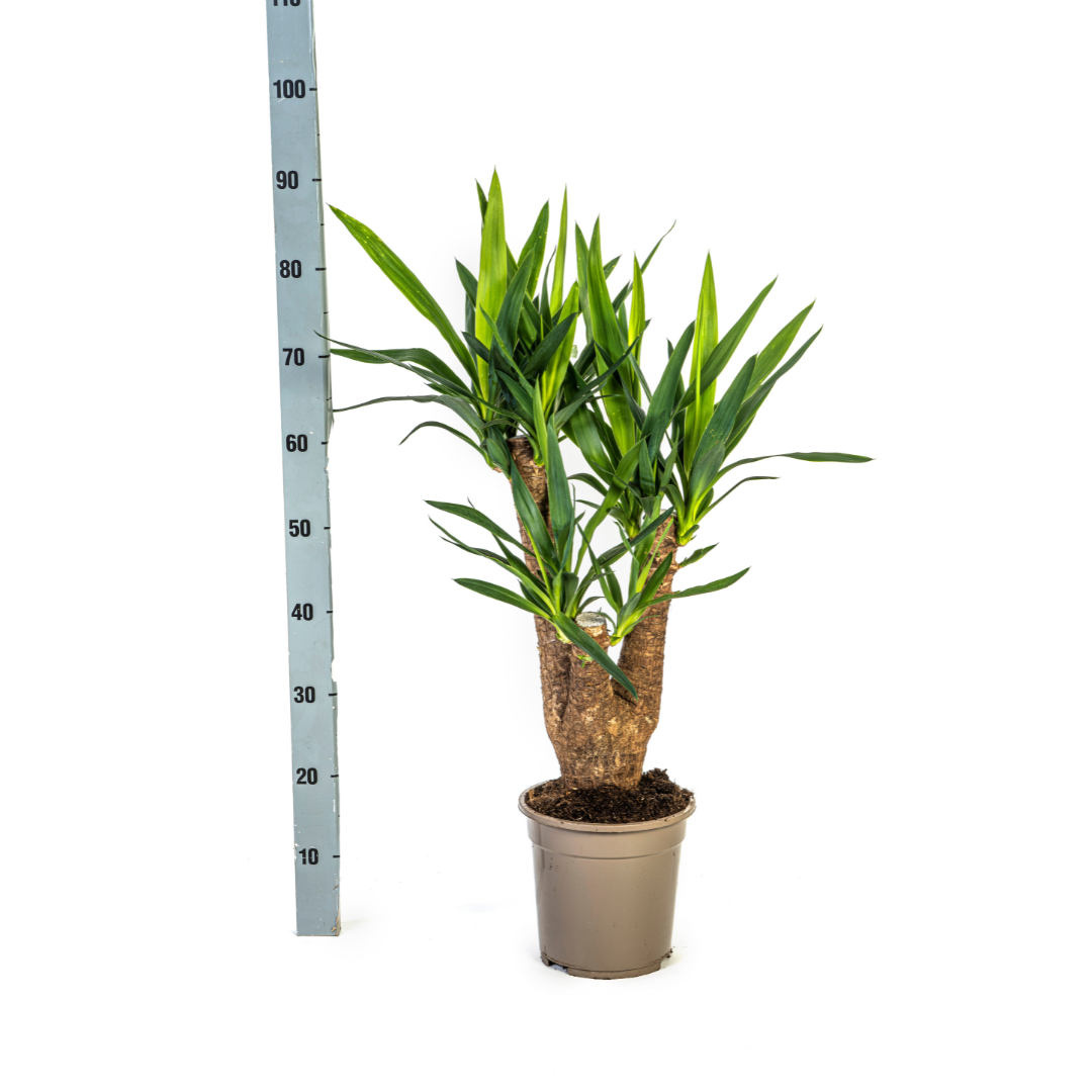 Riesen – Palmlilie – Yucca Elephantipes – Zimmerpflanze – Ø21cm – Höhe 60-70cm – Robuste & pflegeleichte Grünpflanze für modernes Interieur – Plant