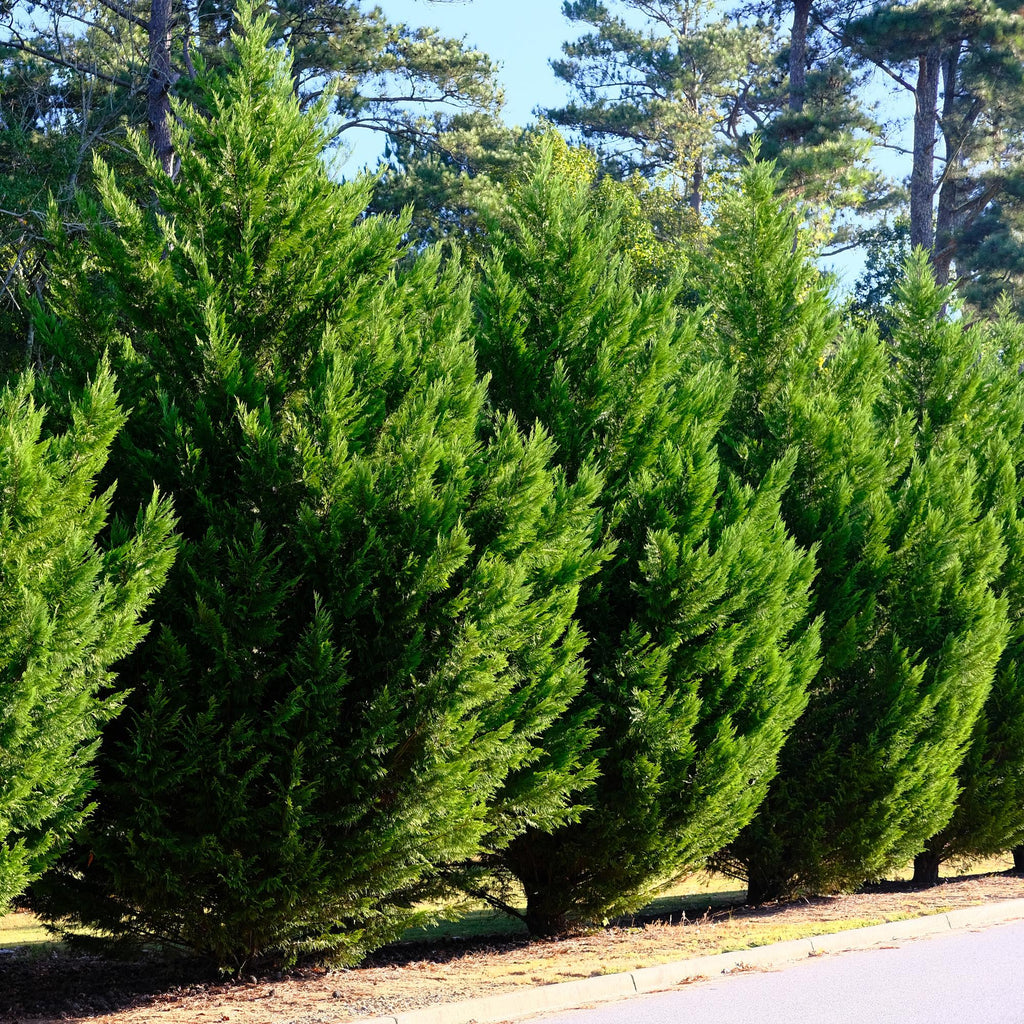 Leyland – Zypresse Cupressocyparis leylandii – Immergrüne Heckenpflanze – 8 Pflanzen – 1m – 9cm Höhe 35-40cm – Schnellwachsend & Pflegeleicht – Plant