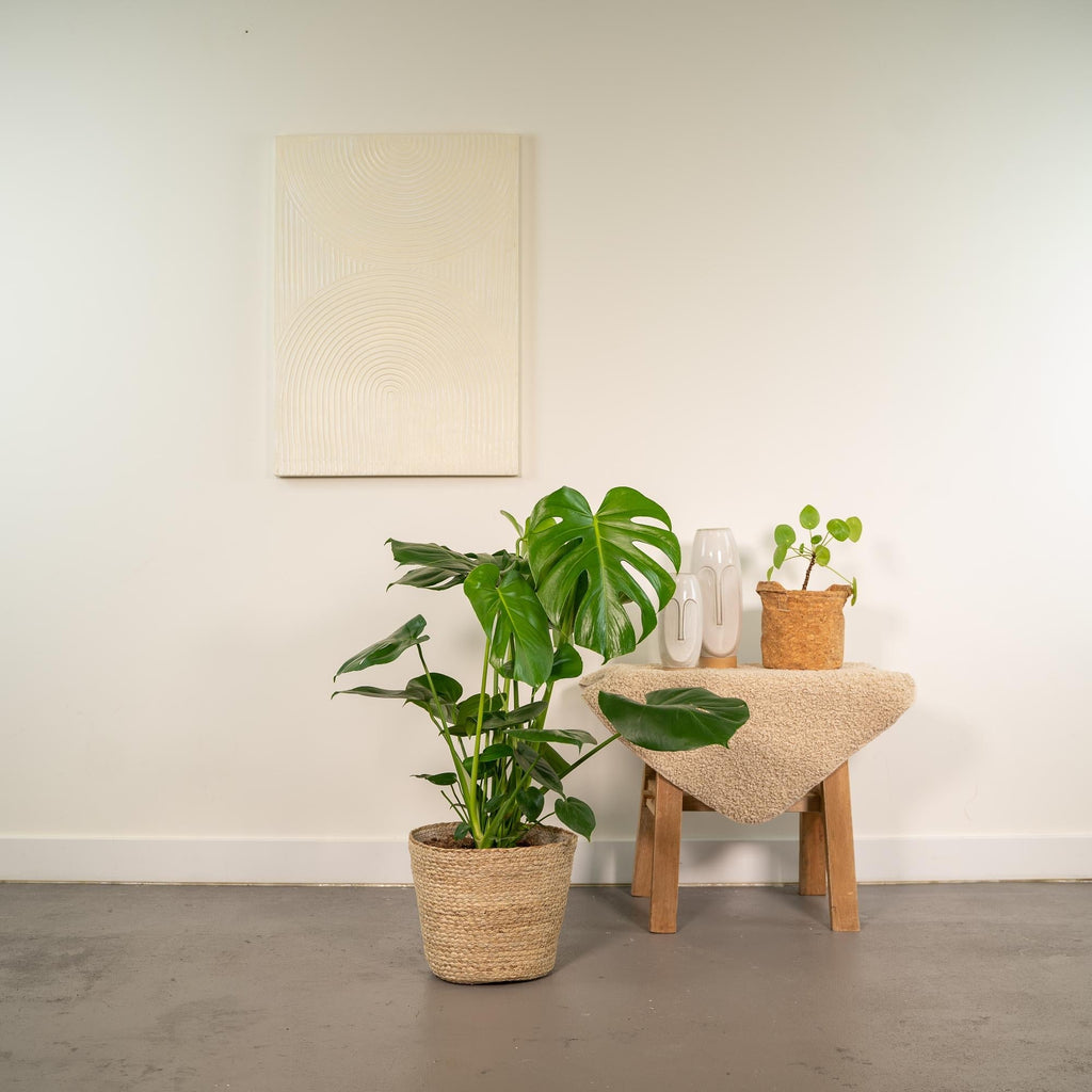 Monstera Deliciosa – ↕80cm – Ø21cm inkl. Naturkorb – Zimmerpflanze mit großen Fensterblättern – Luftreinigende Tropenpflanze im Naturkorb – Plant