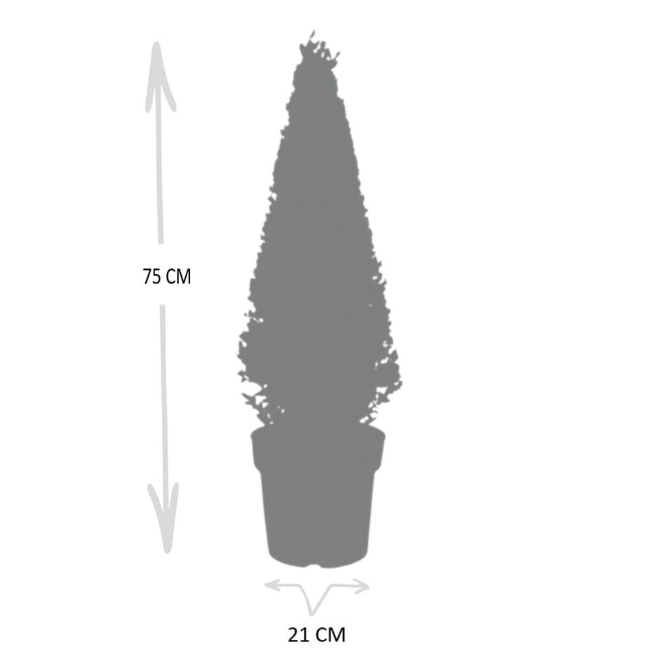 Stechpalme Ilex crenata Pyramide – ↕55cm – Ø21cm – Immergrüner, winterharter Buchsbaum – Ersatz für Garten, Terrasse & Topf – Plant